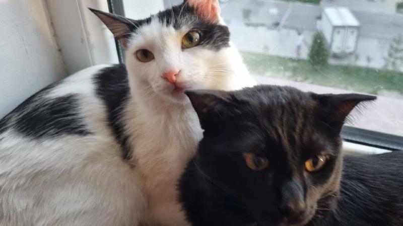 Our cat photo