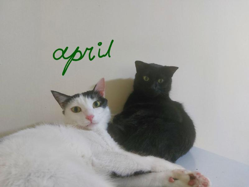 April photo