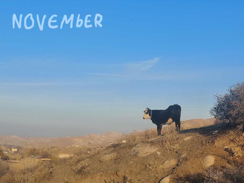 November photo