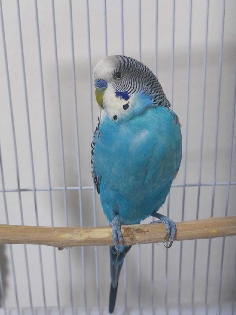 Slonik photo