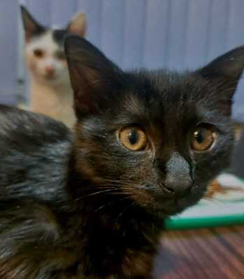 Our cat drinking water